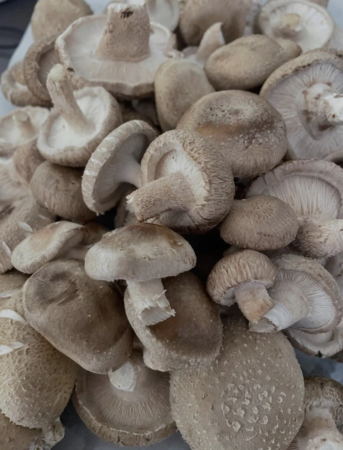 Shiitake Mushroom