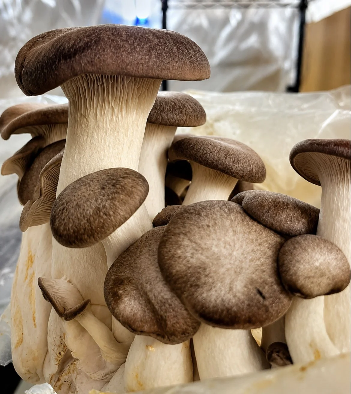 Black King Oyster Mushroom