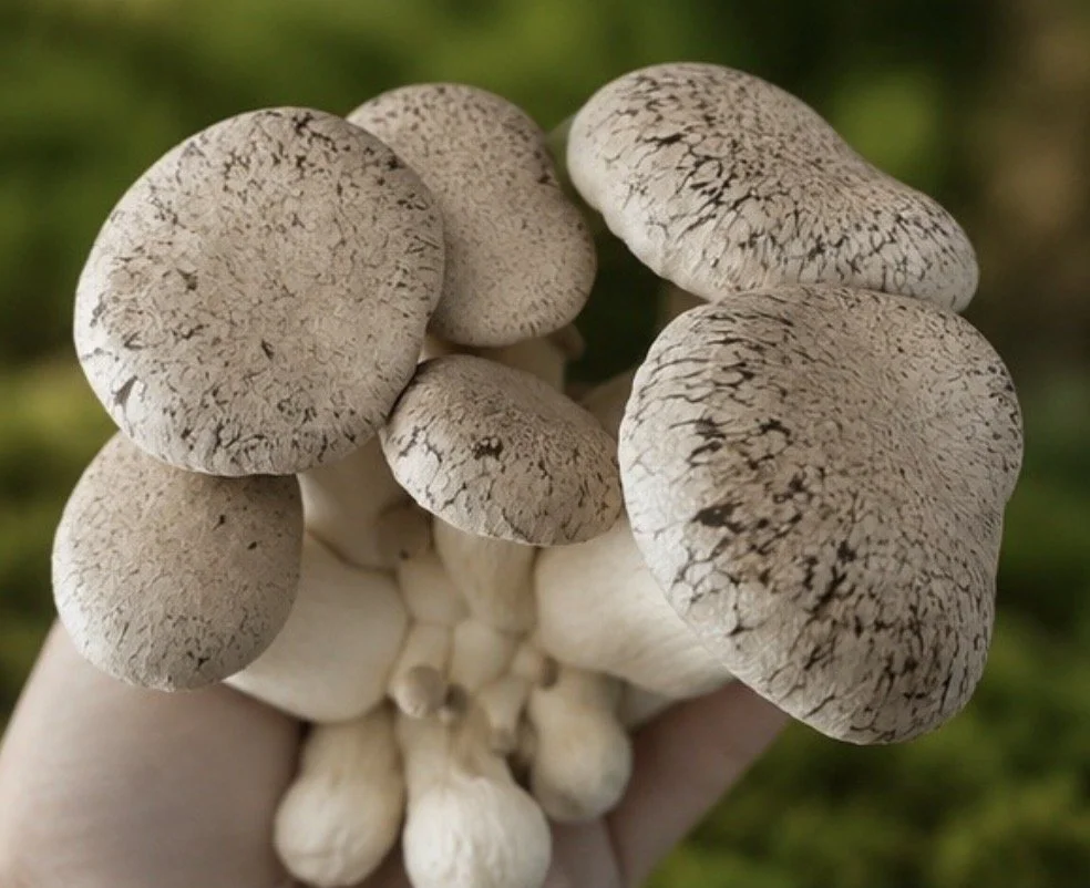 King Trumpet Mushroom