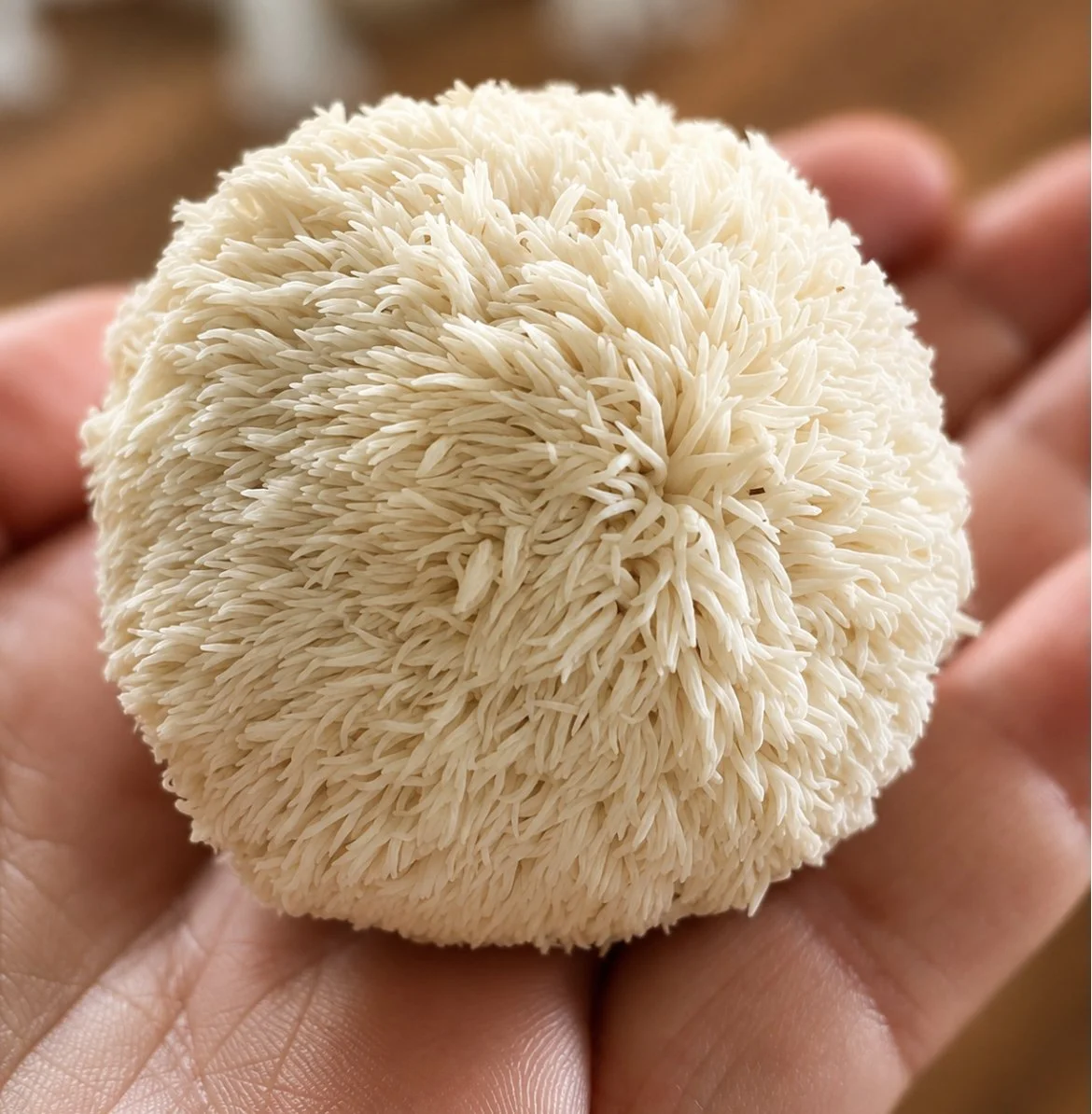 Lion's Mane Mushroom
