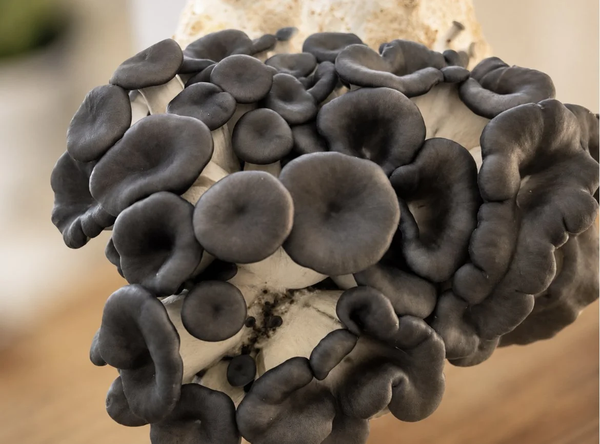 Giant Pearl Oyster Mushroom