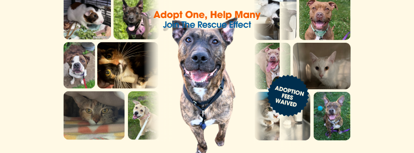 Rescue Effect Adoption Event - Aug 15
