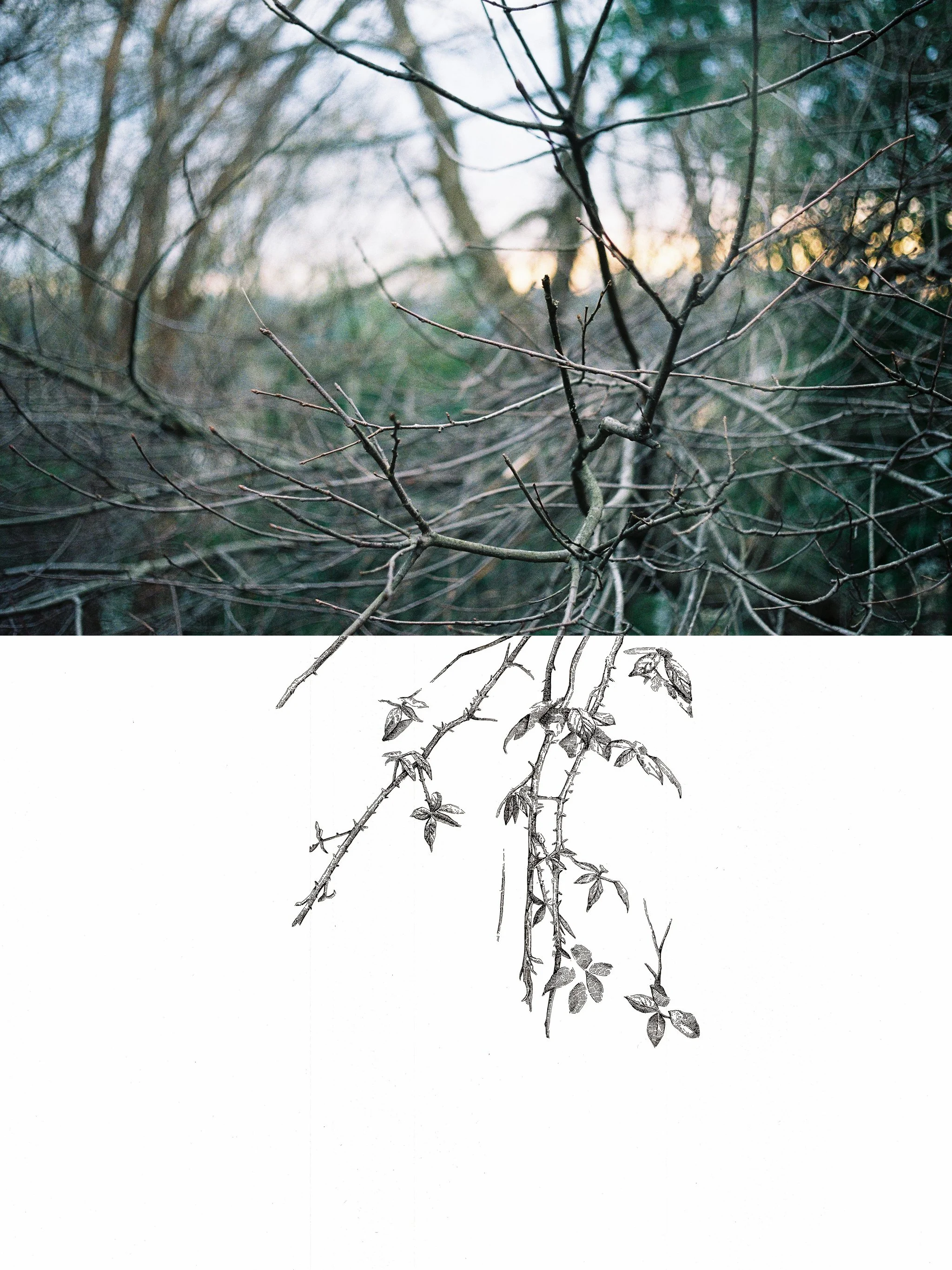 Ink on paper and photographic print (35mm), 60x40cm, 2015
