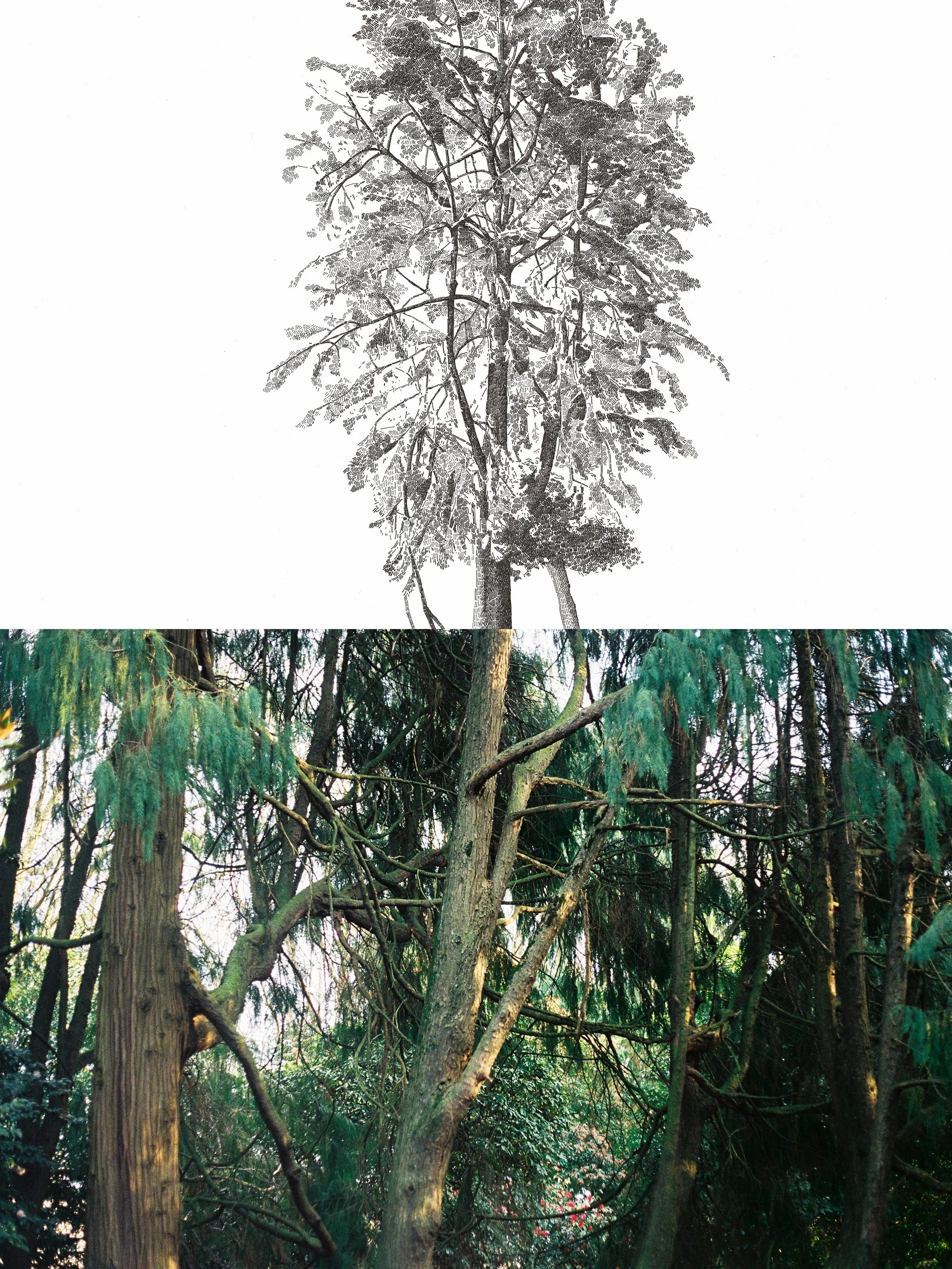 Ink on paper and photographic print (35mm), 60x40cm, 2015