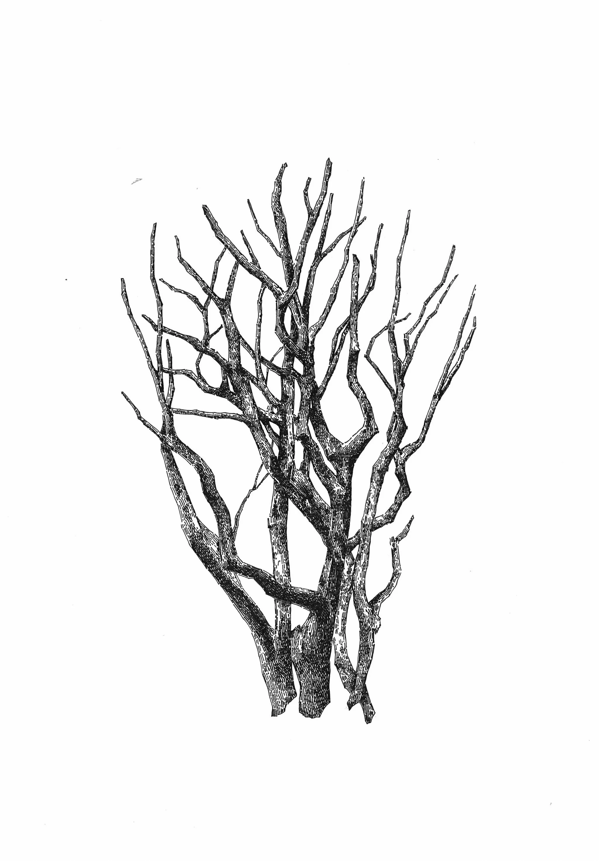 "Branch" Ink on paper, 29,7x21cm, 2015