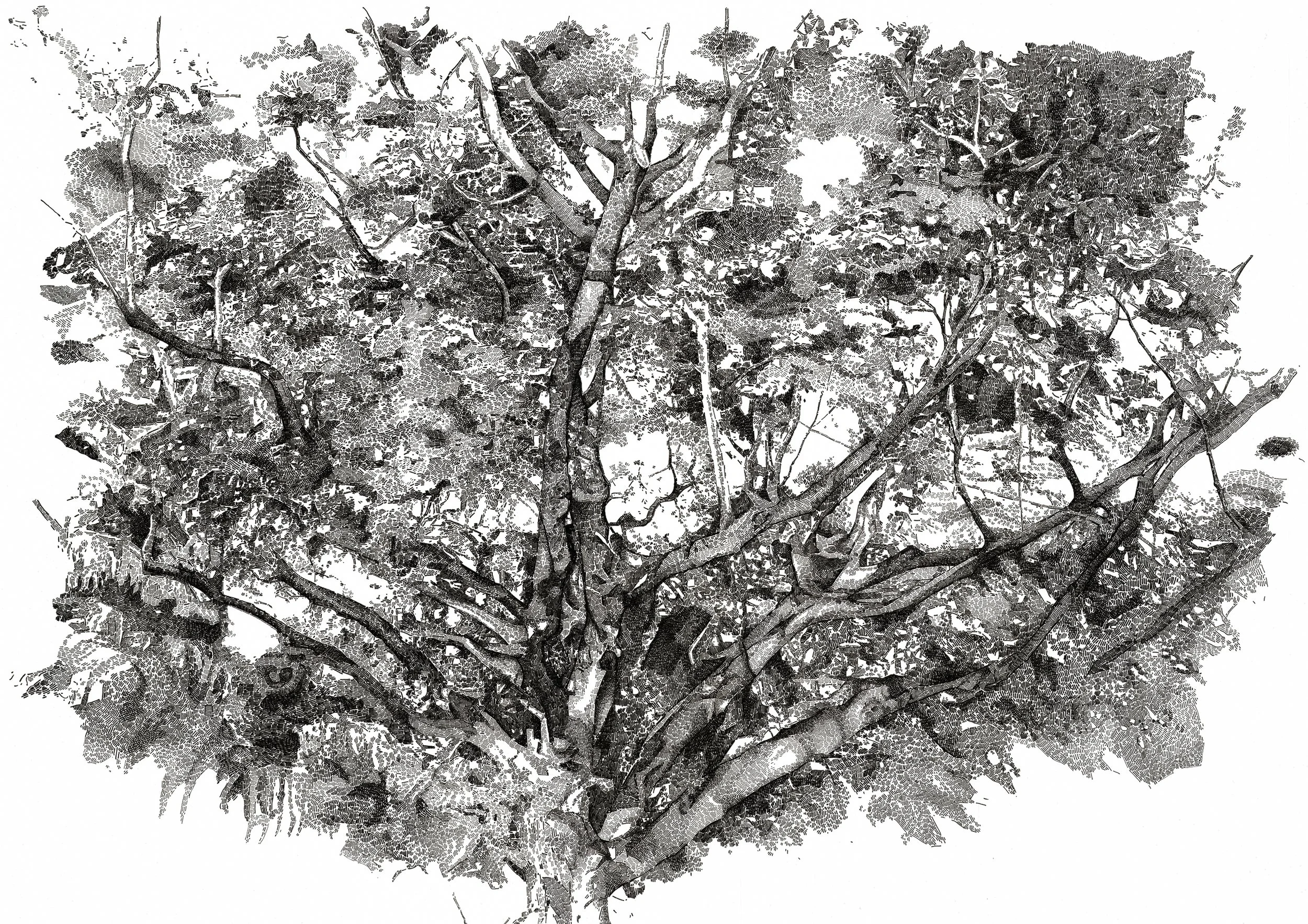 "Two views" Ink on paper, 50x70cm, 2015