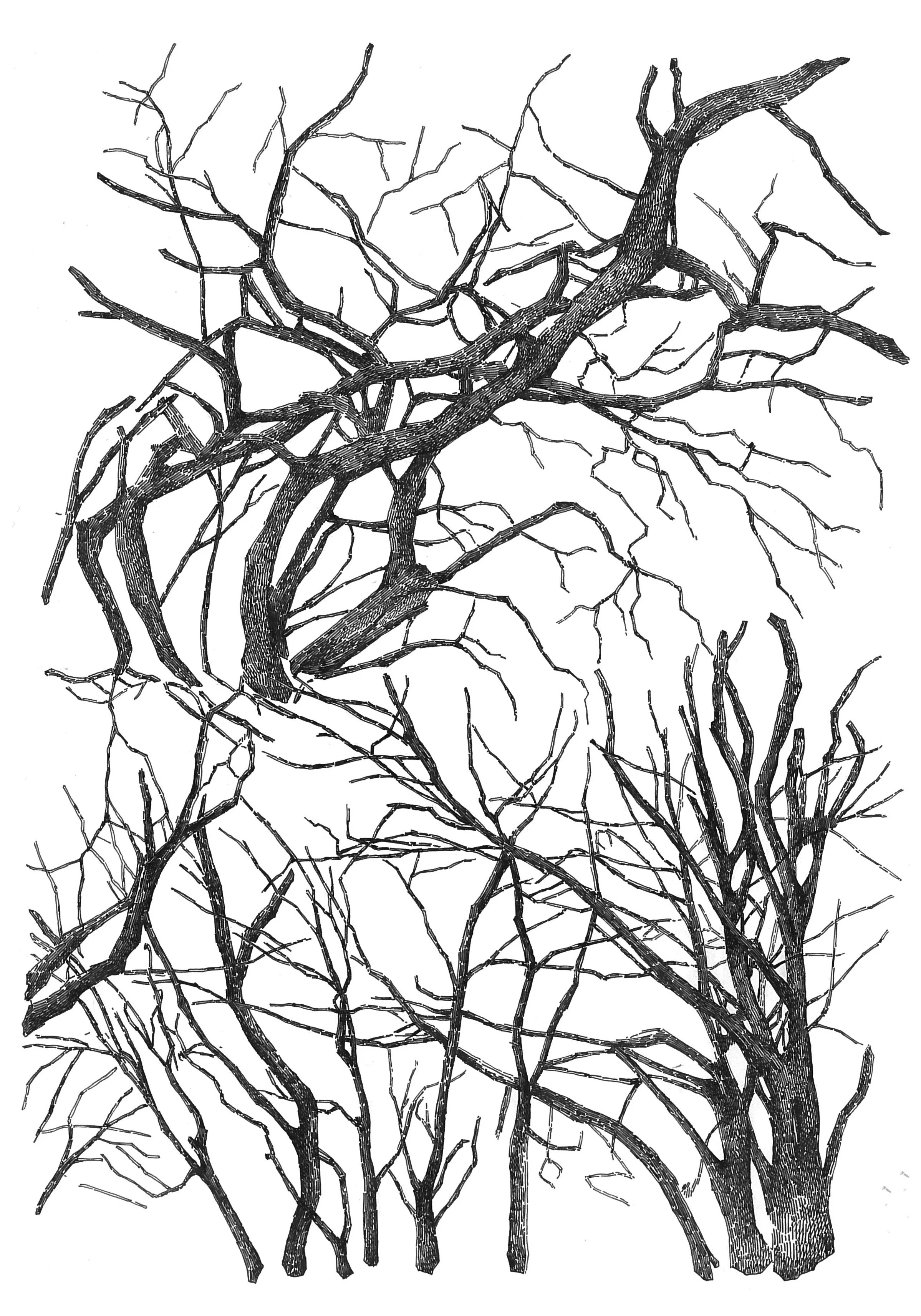"Branches" Ink on paper, 29,7x21cm, 2015