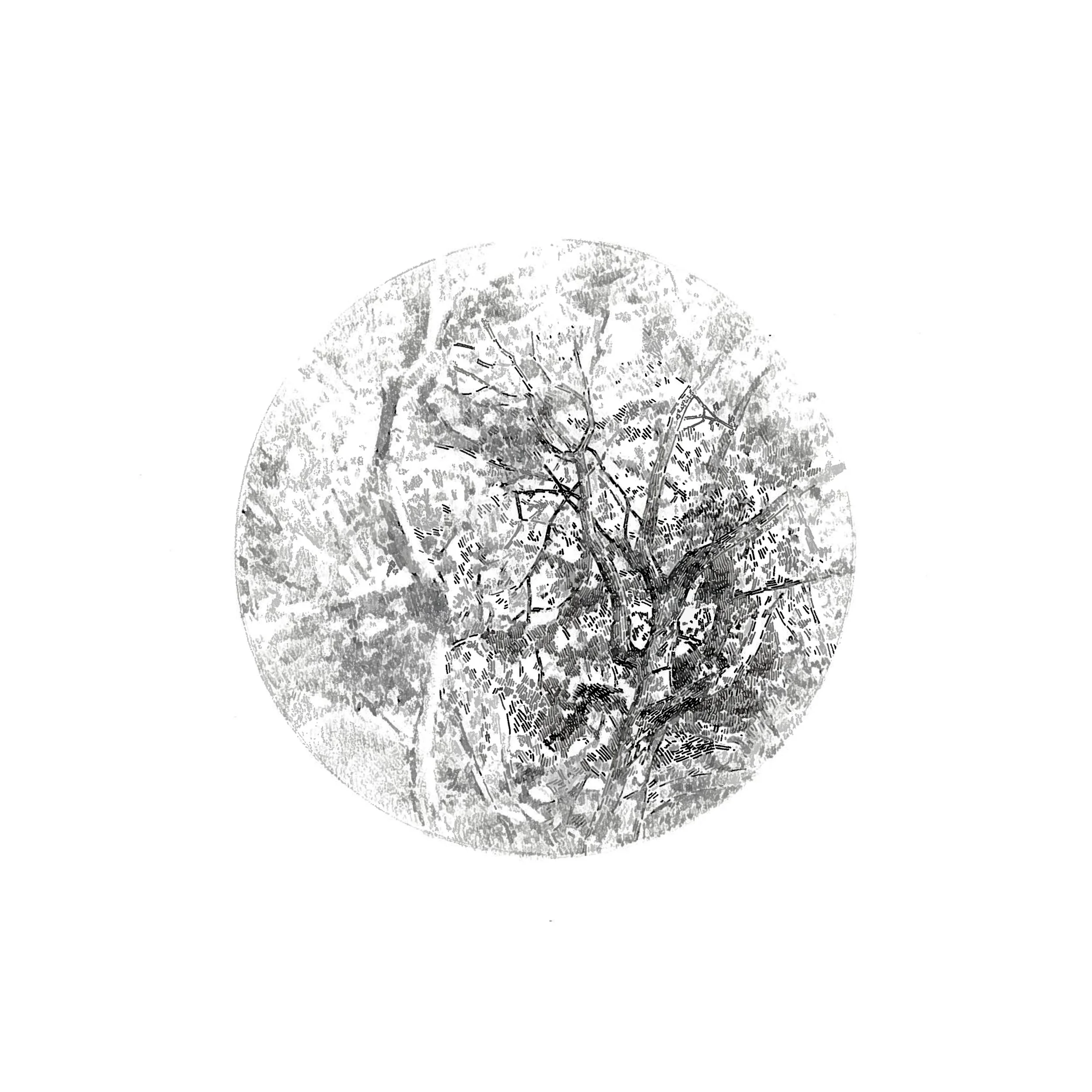 "Visual Focus" Graphite and ink on paper, 15x15cm, 2014