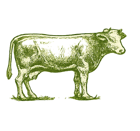 A historical illustration of a cow with a detailed depiction of its anatomy and markings.