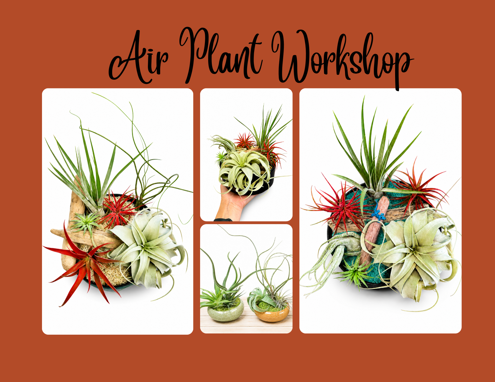 Nauti Vine Events Air plants.png