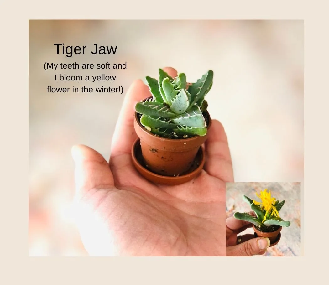 tigerjawdetails.jpg (Copy)