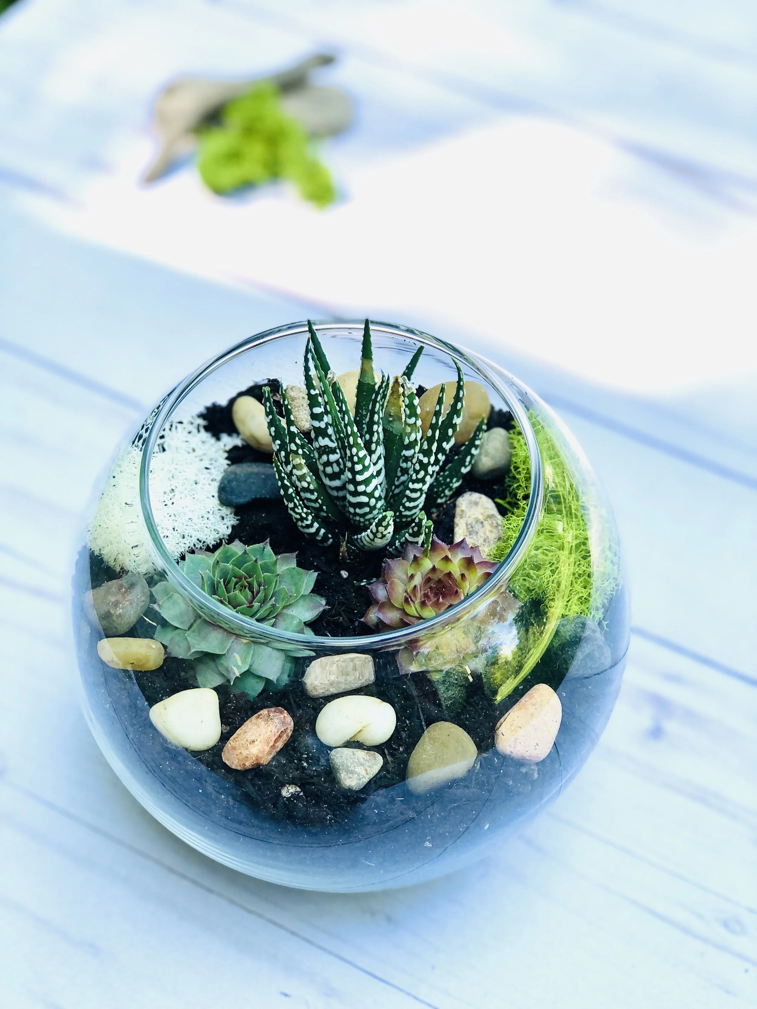 Zen Succulent Terrarium