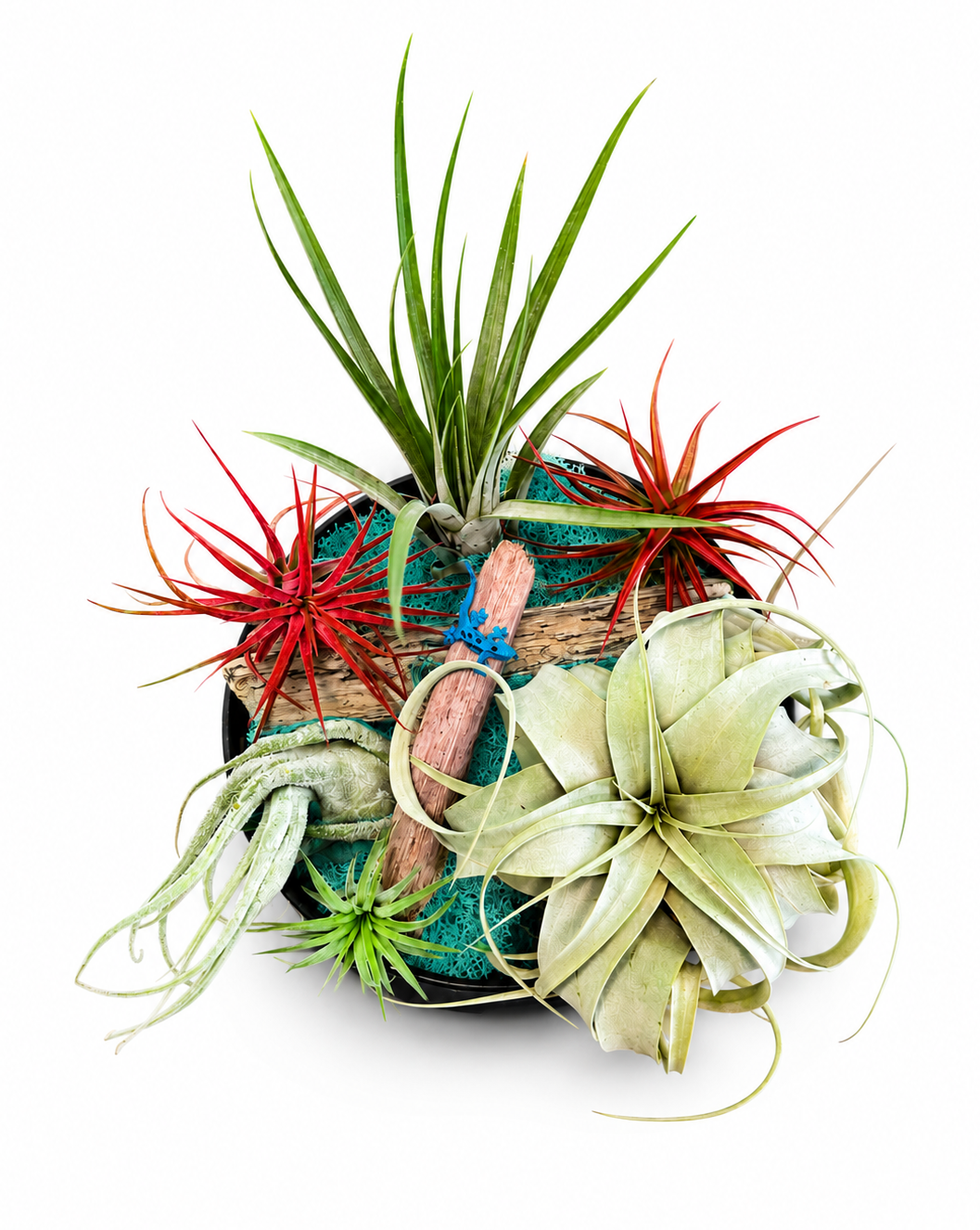 bluemoss.png