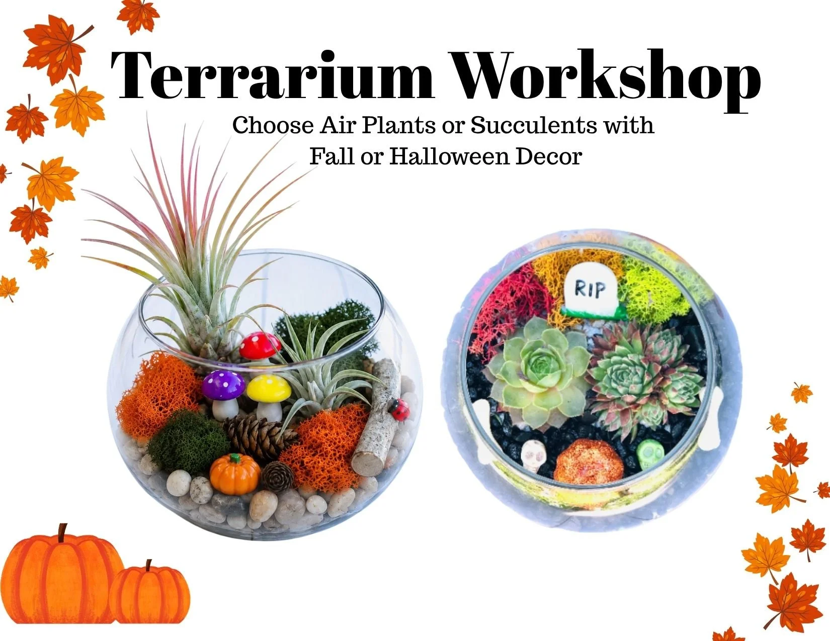 Terrariums: Oct. 3rd at Alley Cats Marketplace, New Phila