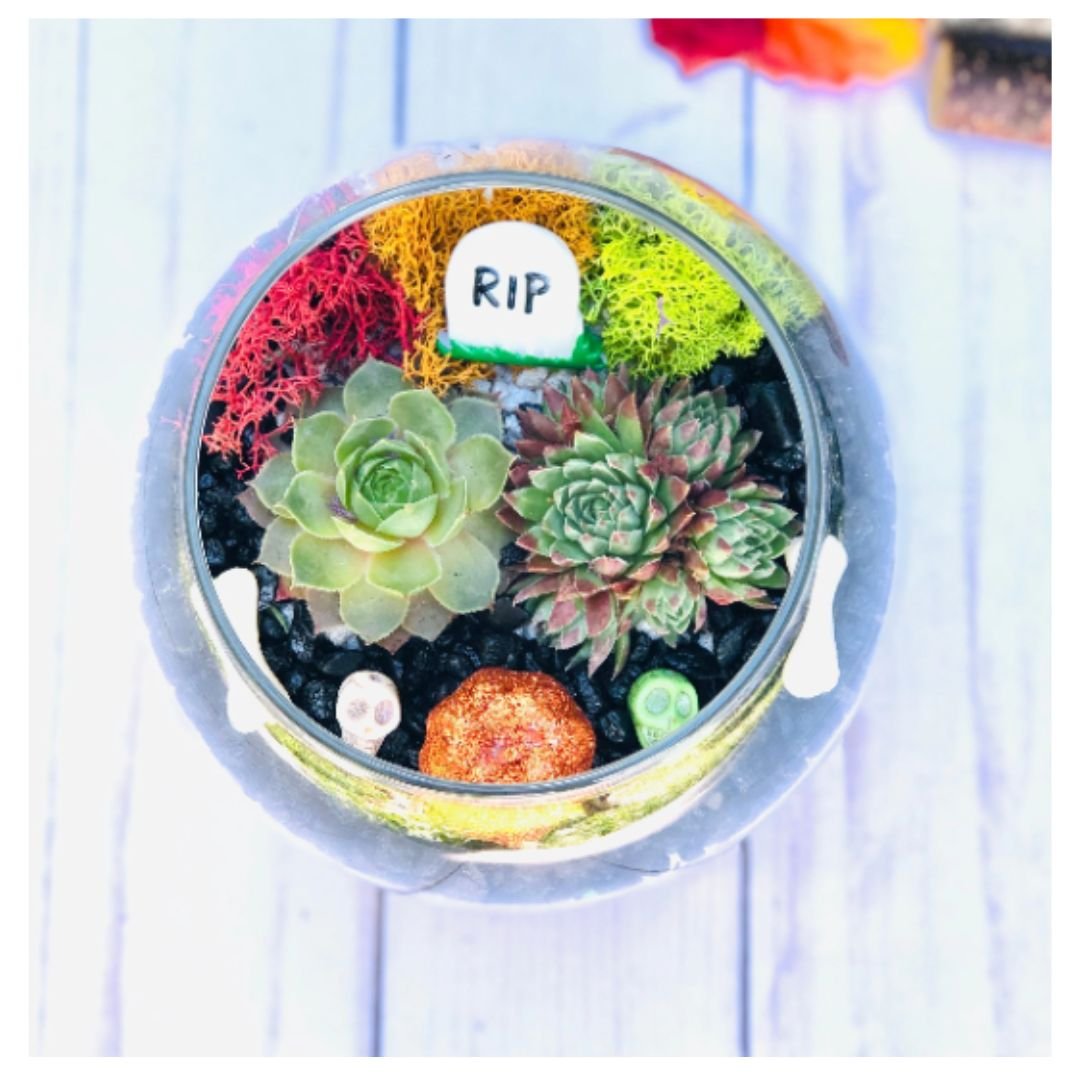 Halloween DIY Plant kit
