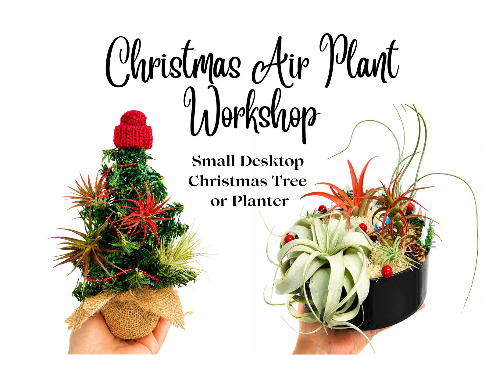 Air Plant Christmas Tree Workshop: Nov. 24th at Wolf Creek Winery