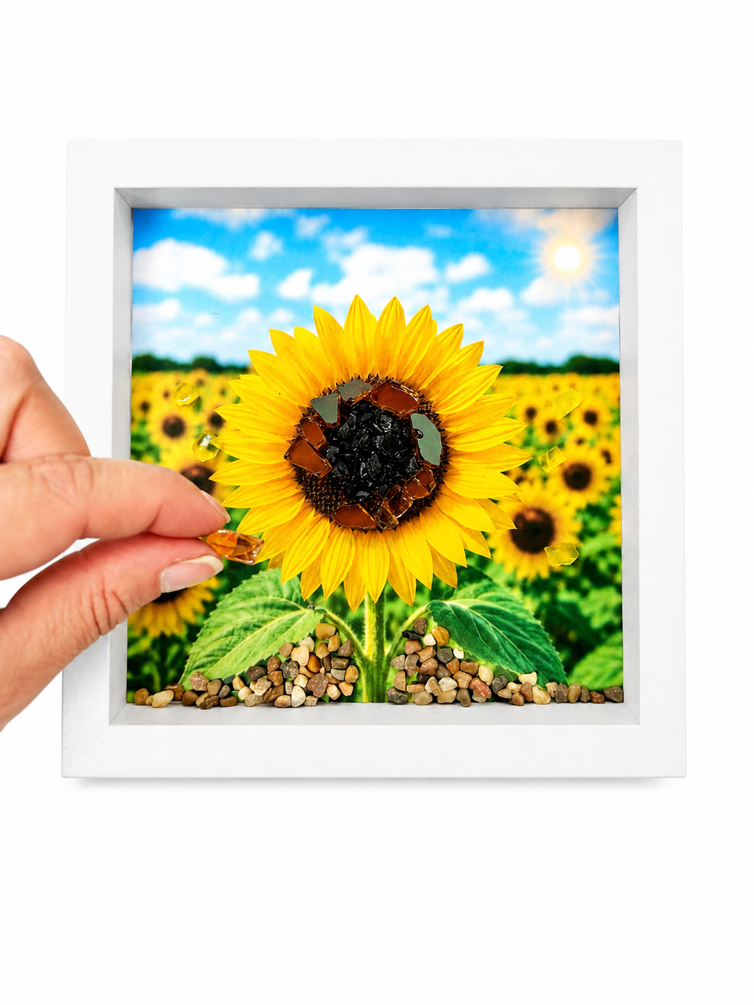 sunflower stages.png