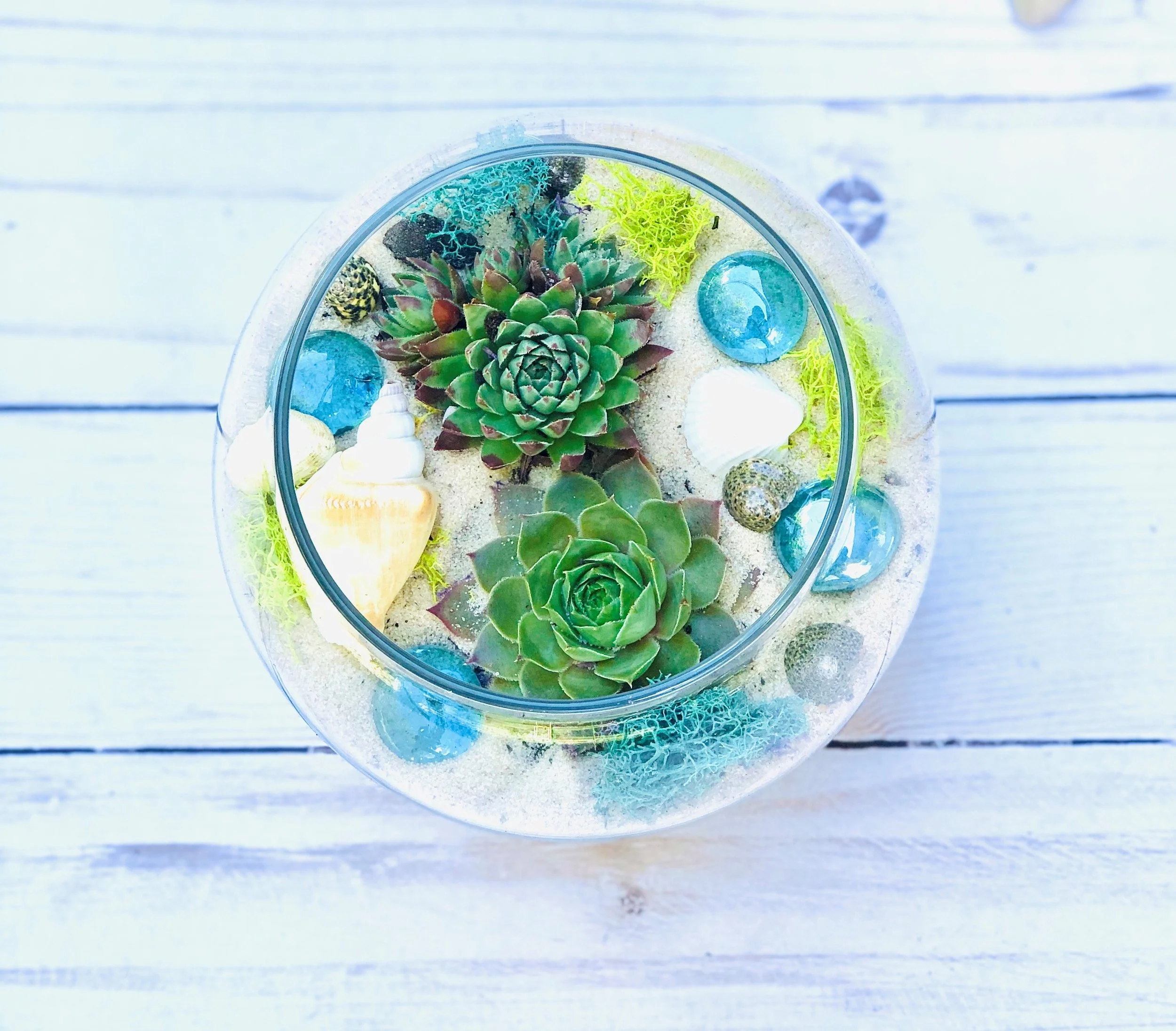 Beach Succulent Terrarium