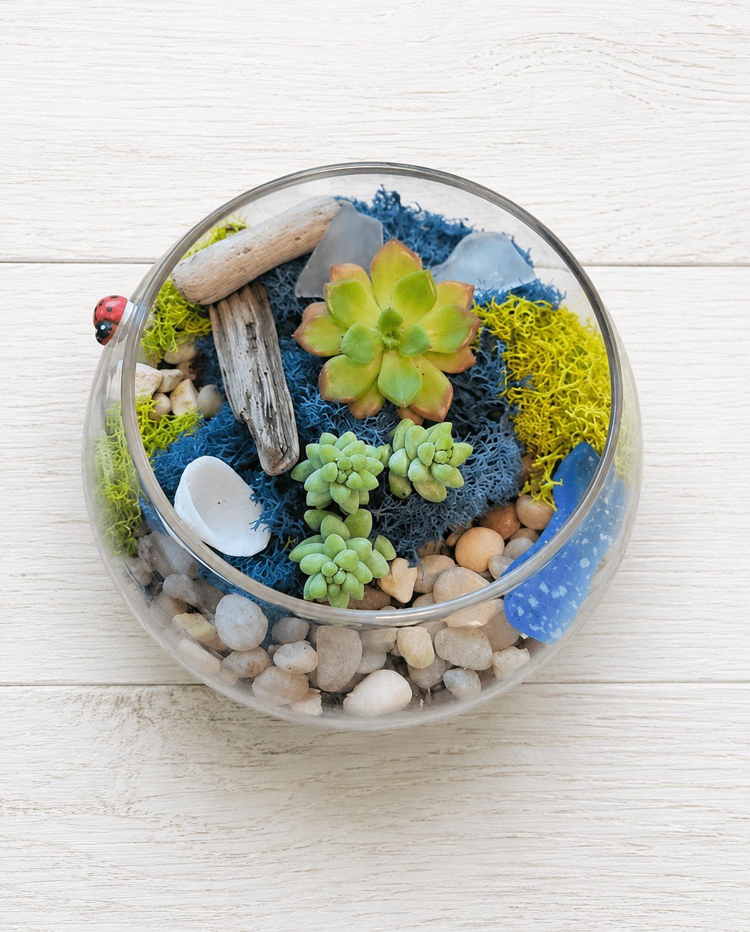 Sea Glass & Driftwood Succulent Terrarium