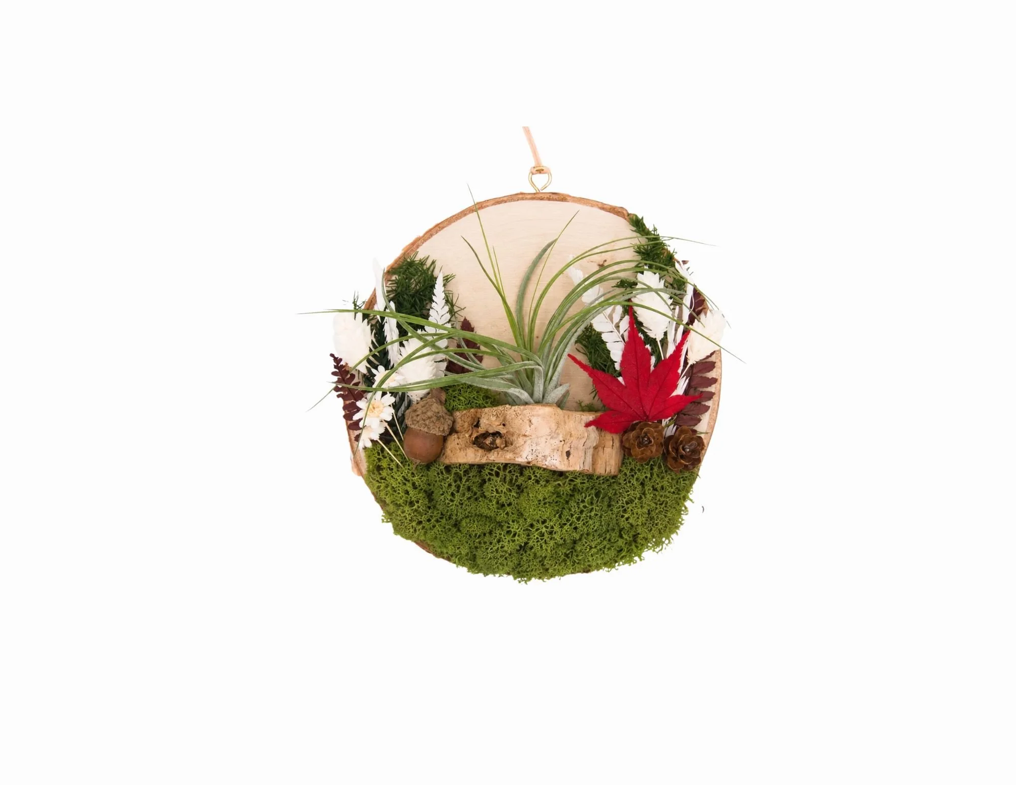 woodslice.jpg