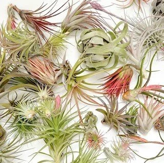 air plant variety.jpg