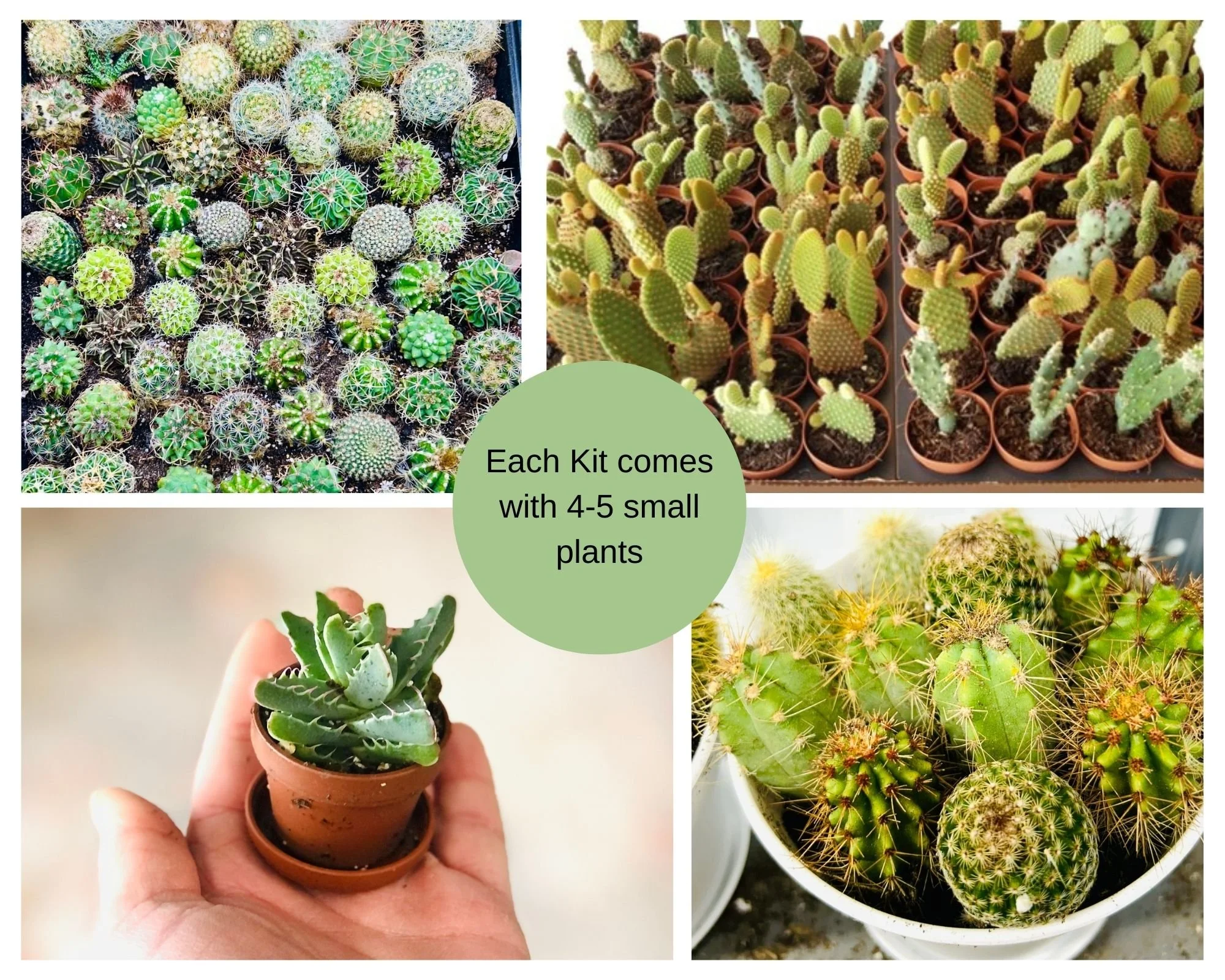 cacti desert garden.jpg
