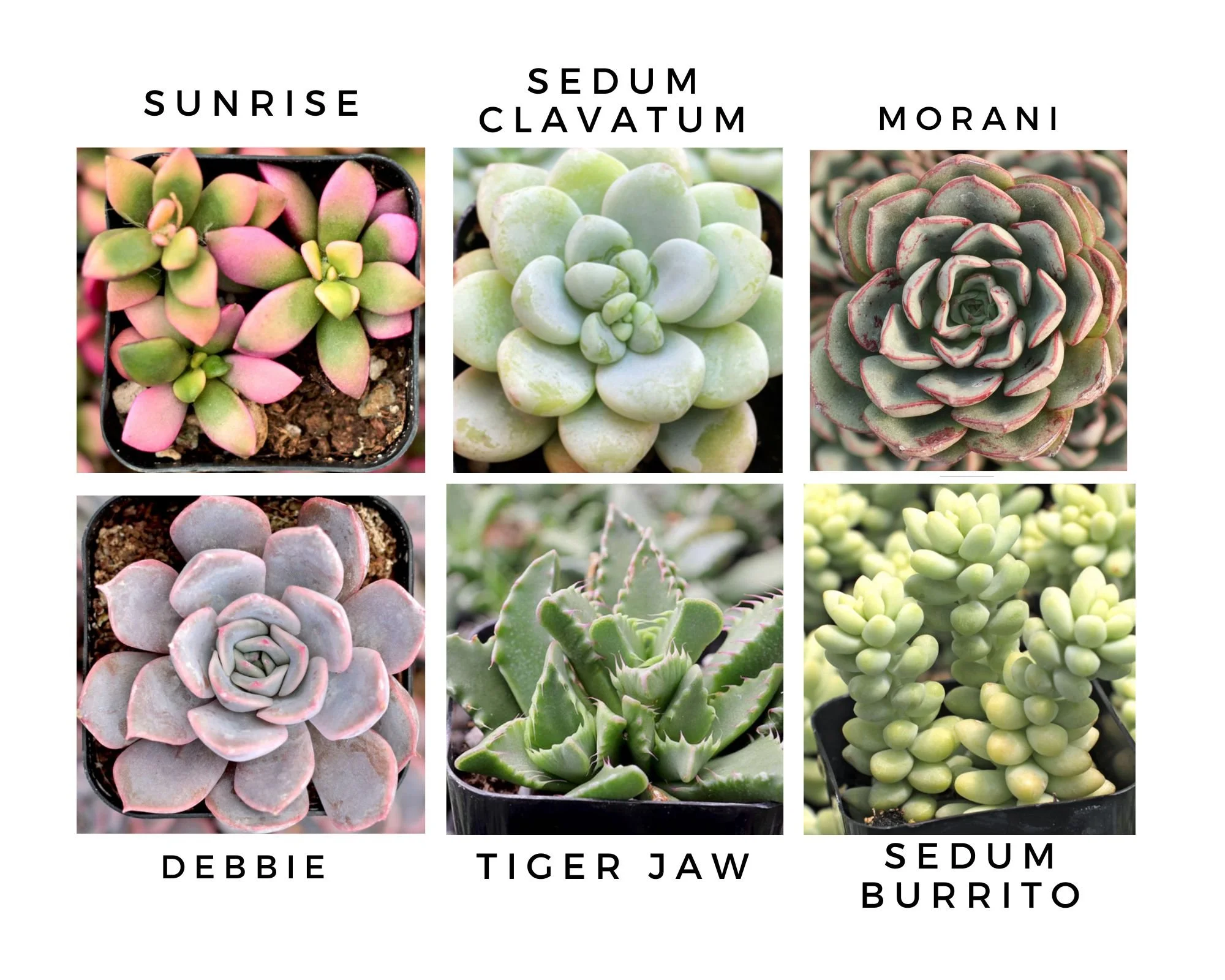 names.jpg (Copy)