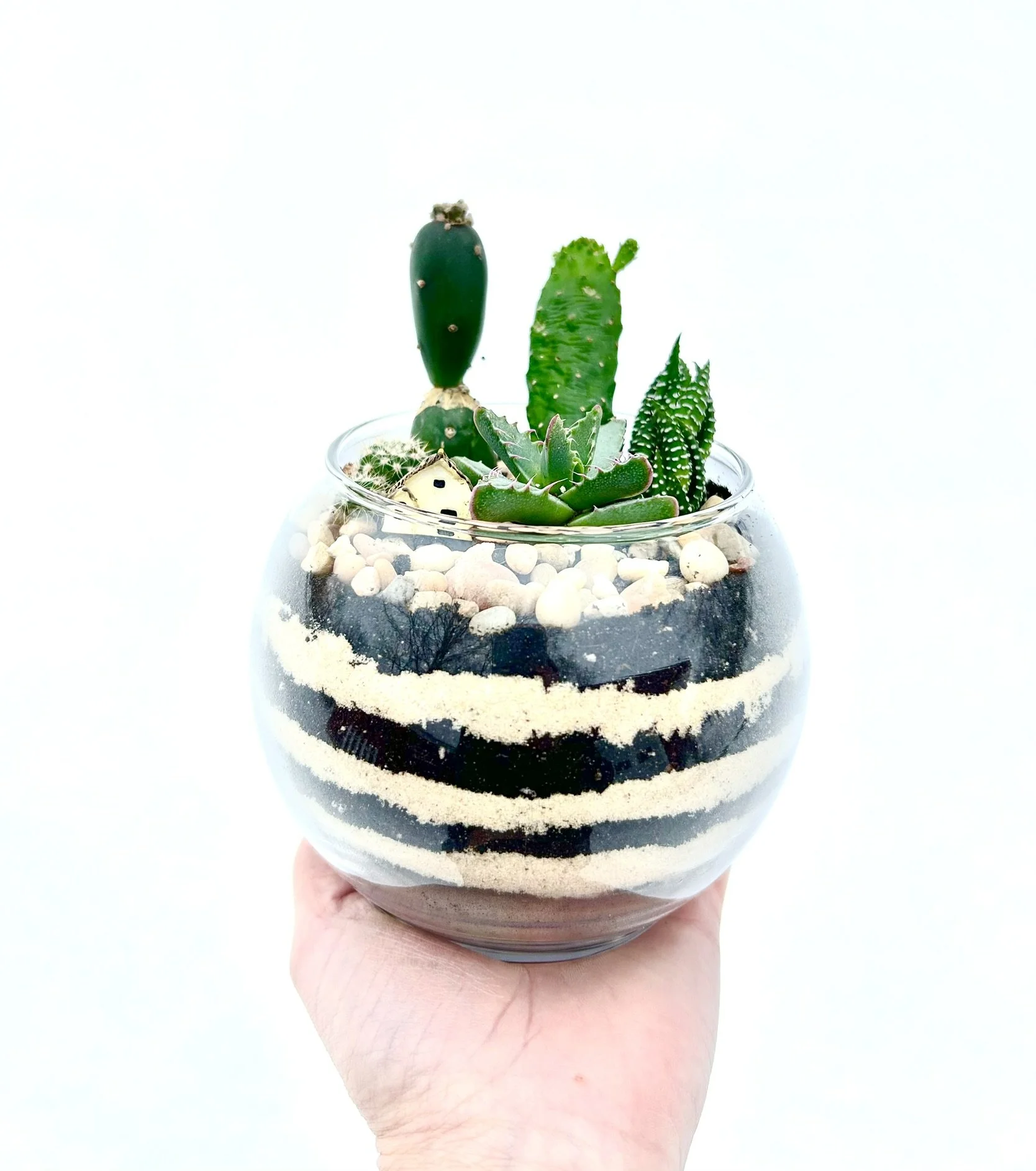 Cactus Desert Terrarium