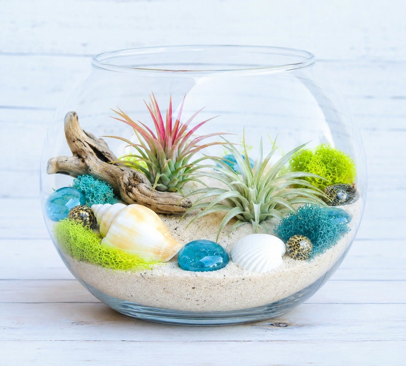 Air Plant Beach Terrarium