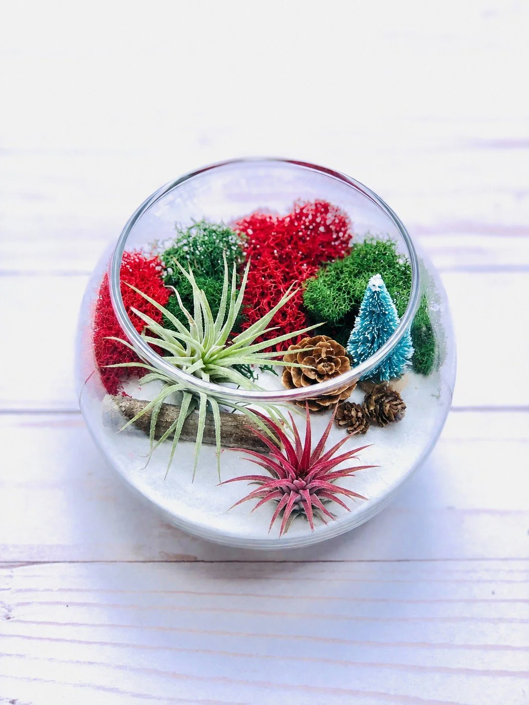 Winter Air Plant Terrarium