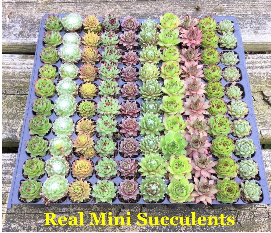 etsysucculents.jpg