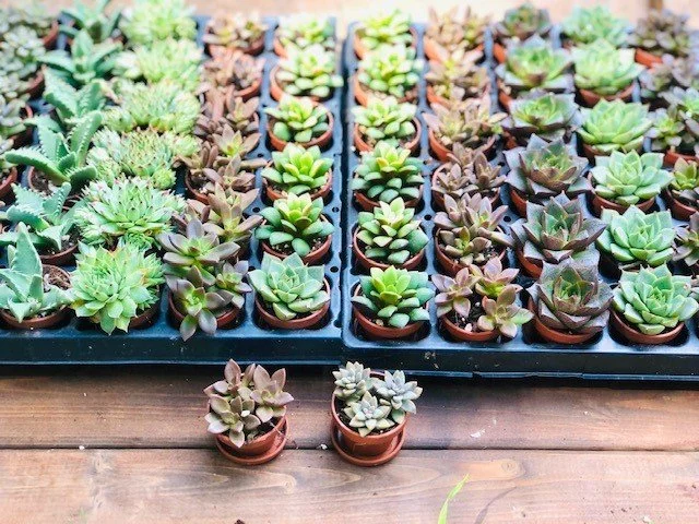 holt plants for etsy.jpg (Copy)