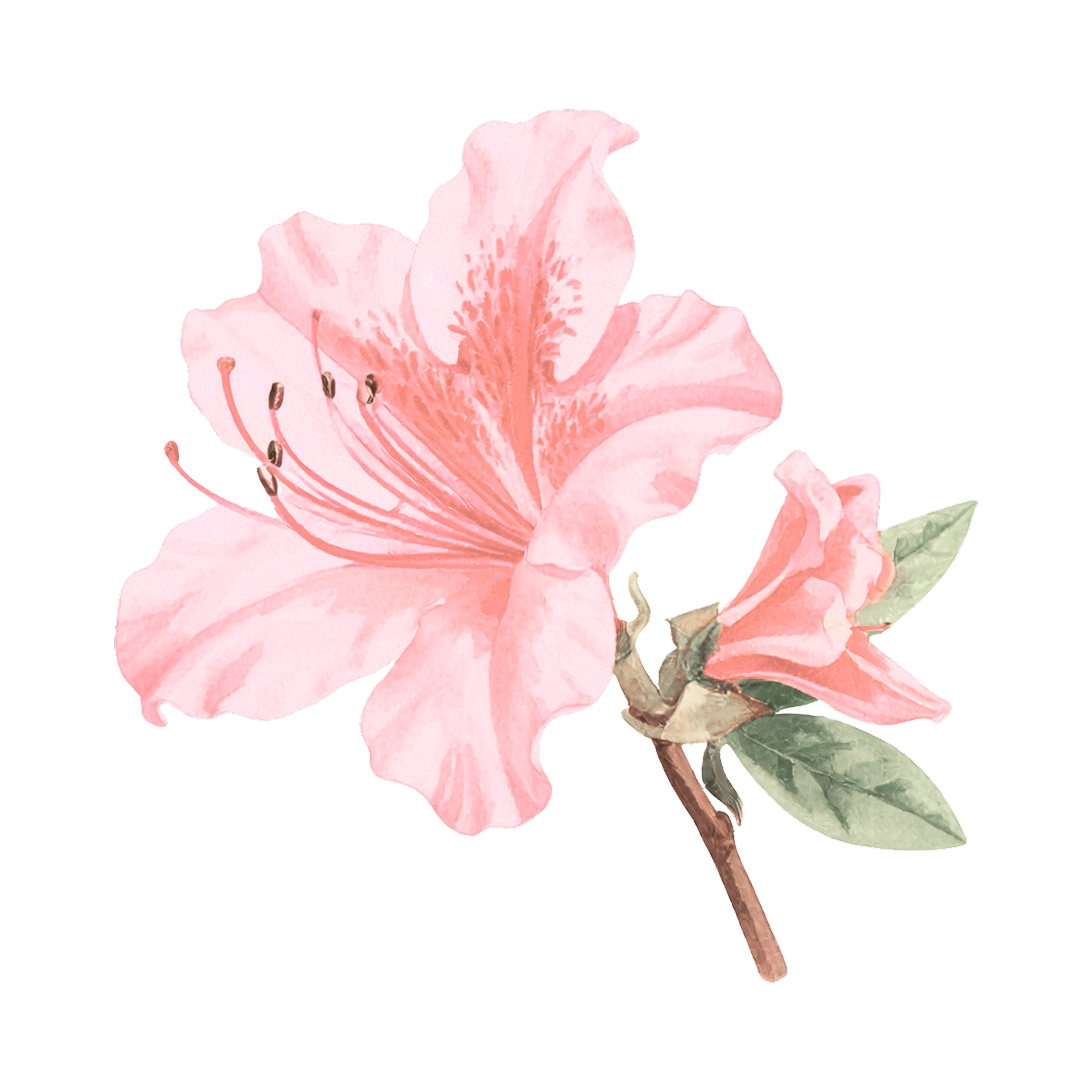 Watercolor illustration of a pink lily flower with green leaves, on a black background.