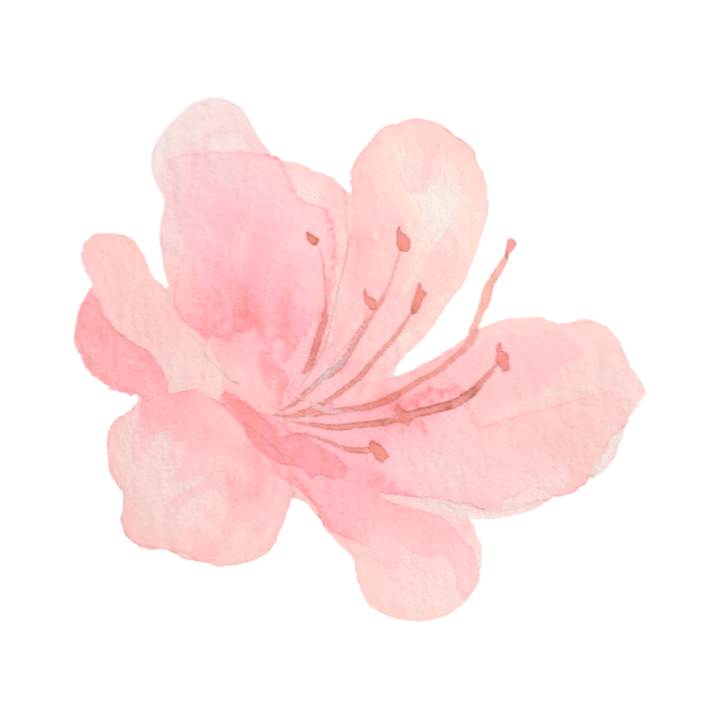 A watercolor painting of a pink flower with large petals.