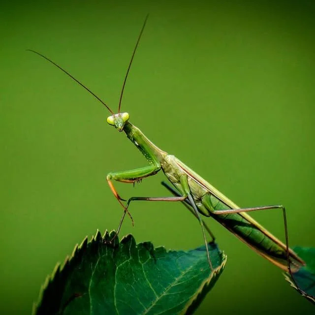 Close-up of a green praying mantis perched on a leaf, with a blurred green background.