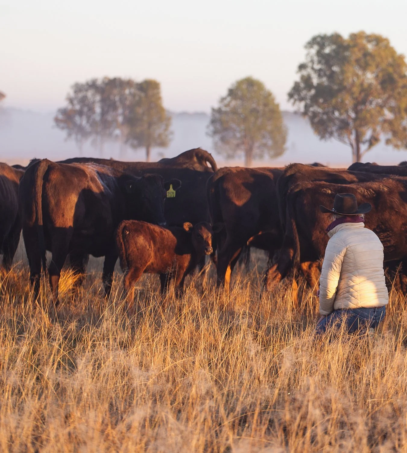 A person in a cream-colored jacket and cowboy hat kneels in a field of tall grass, herding a herd of black and brown cows and calves during sunset, with trees and a lightly foggy sky in the background.