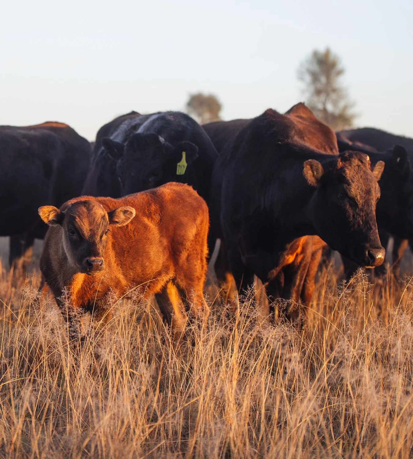 Young brown calf standing in tall dry grass, with dark adult cattle in the background on a farm at sunset.