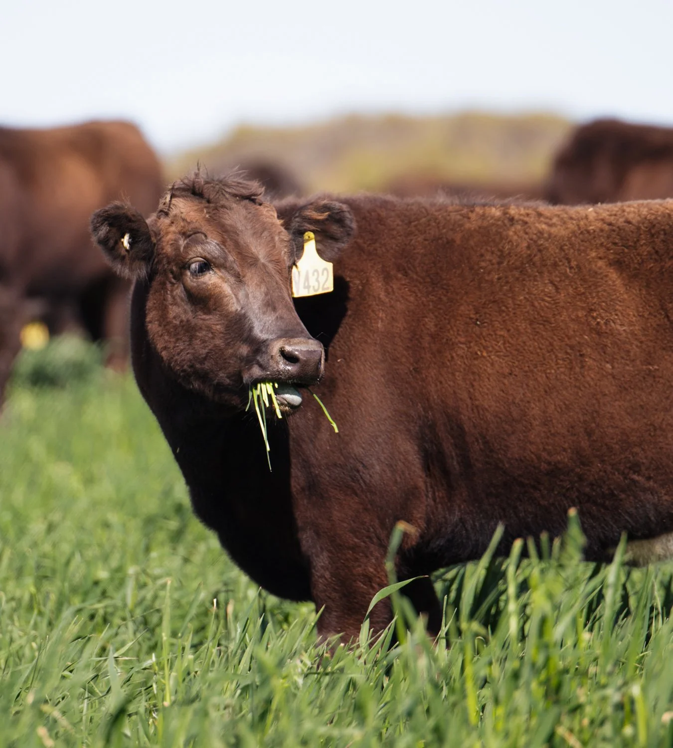 A brown cow grazing in a green field with others in the background.