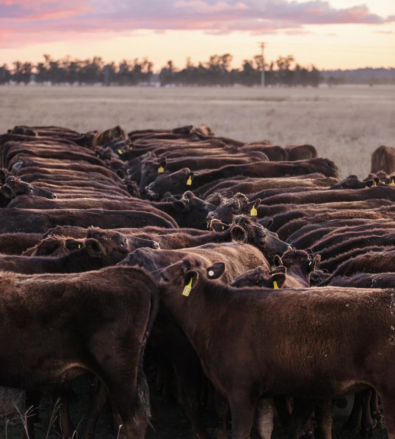 A large herd of dark brown cows gathered in a field during sunset, with trees and utility poles in the background.