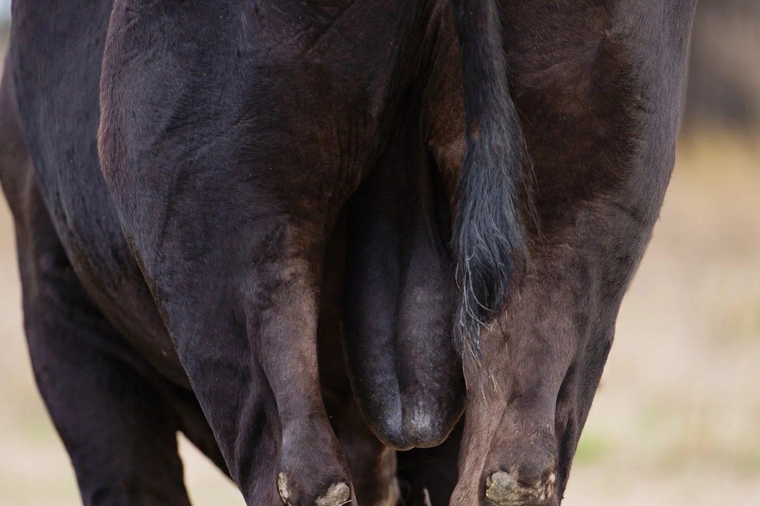 Close-up of a black cow's hindquarters, showing their tail, legs, and udder.