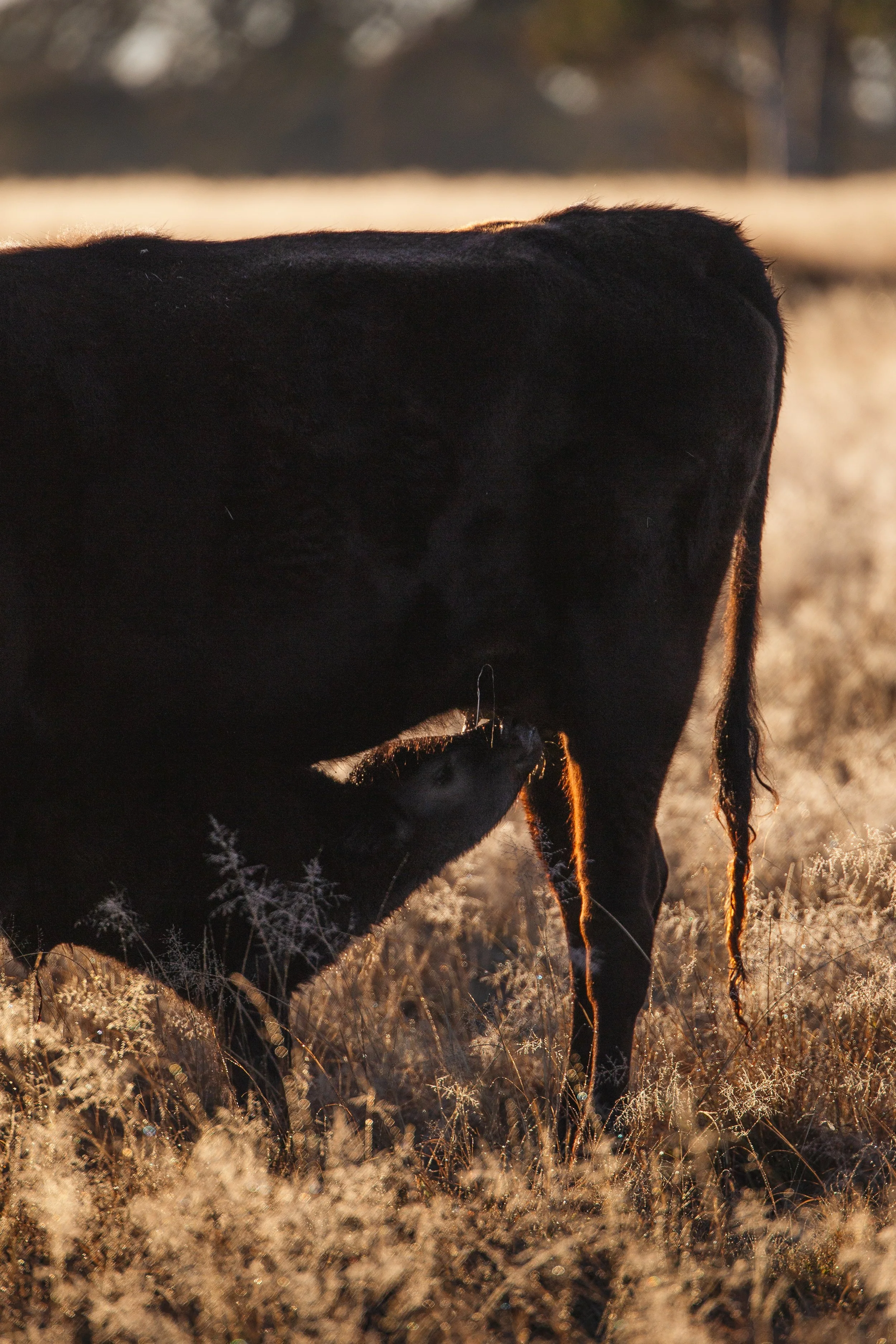 A black dog standing on a field of tall, dry grass with the sun setting in the background, creating a warm glow and silhouette effect.