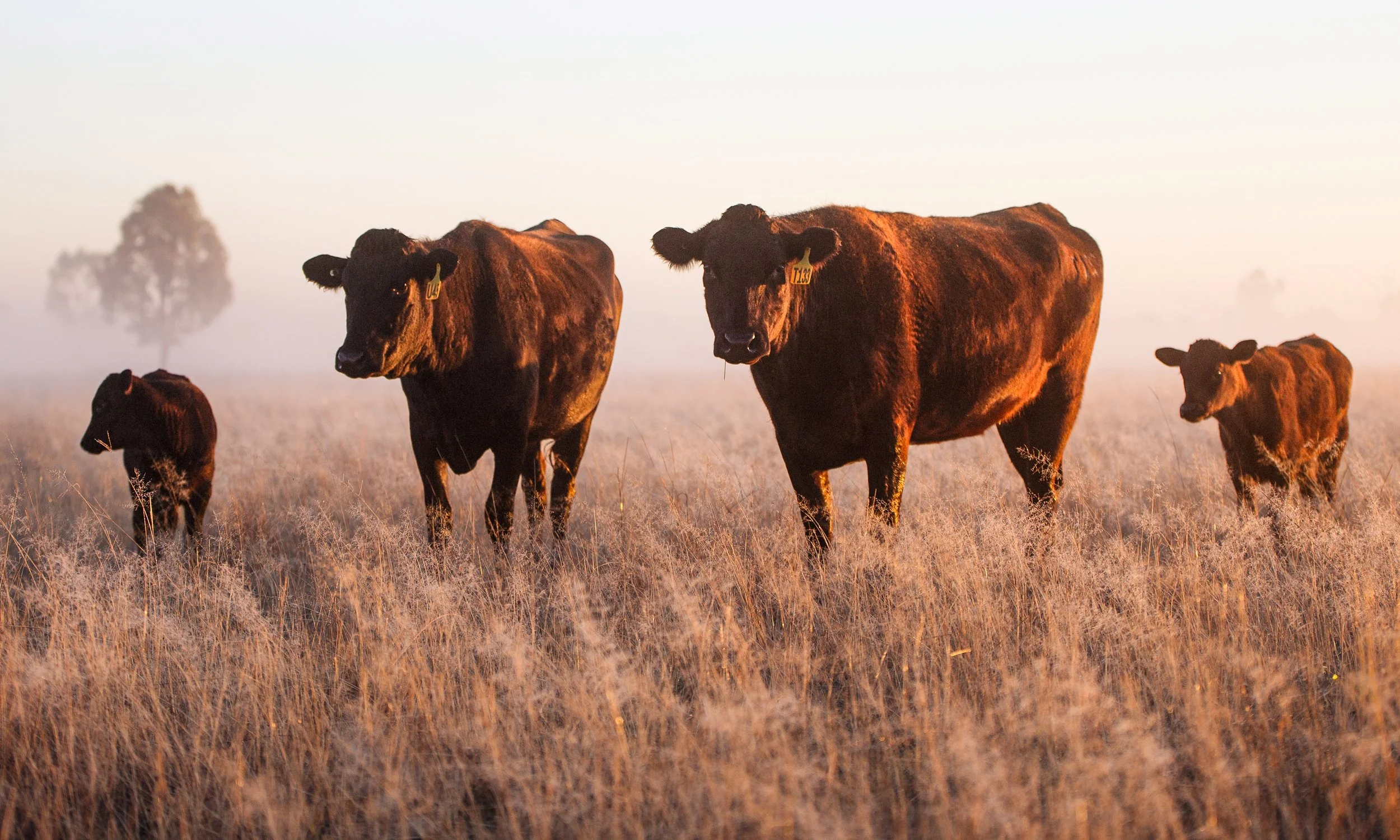 Group of brown cows standing in a foggy field during sunrise or sunset, with some trees visible in the background.