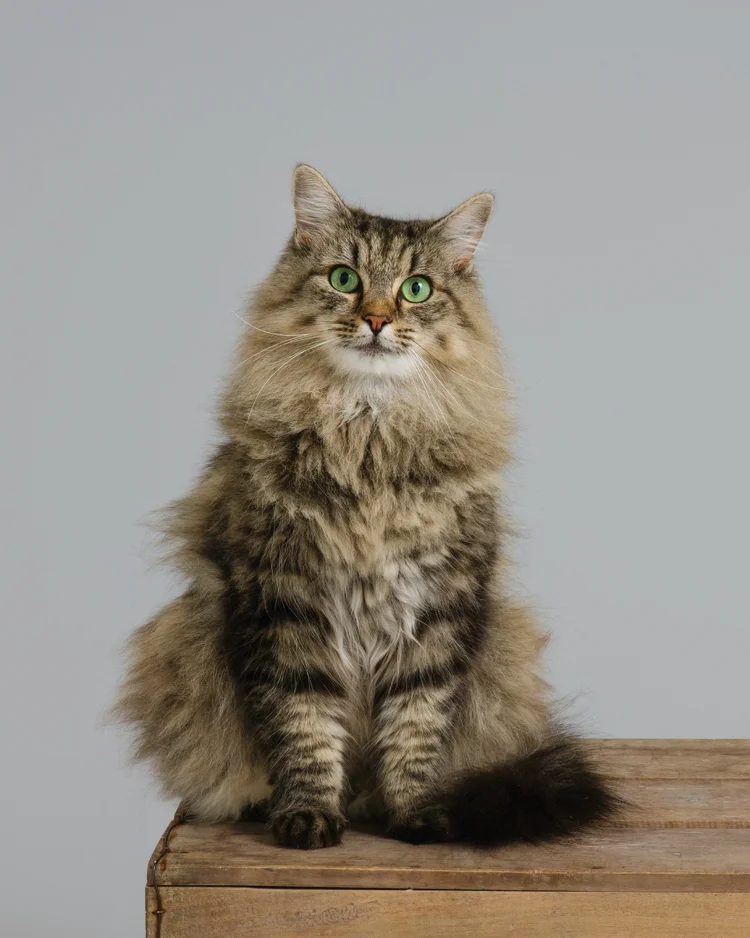 Family and pet photographed together