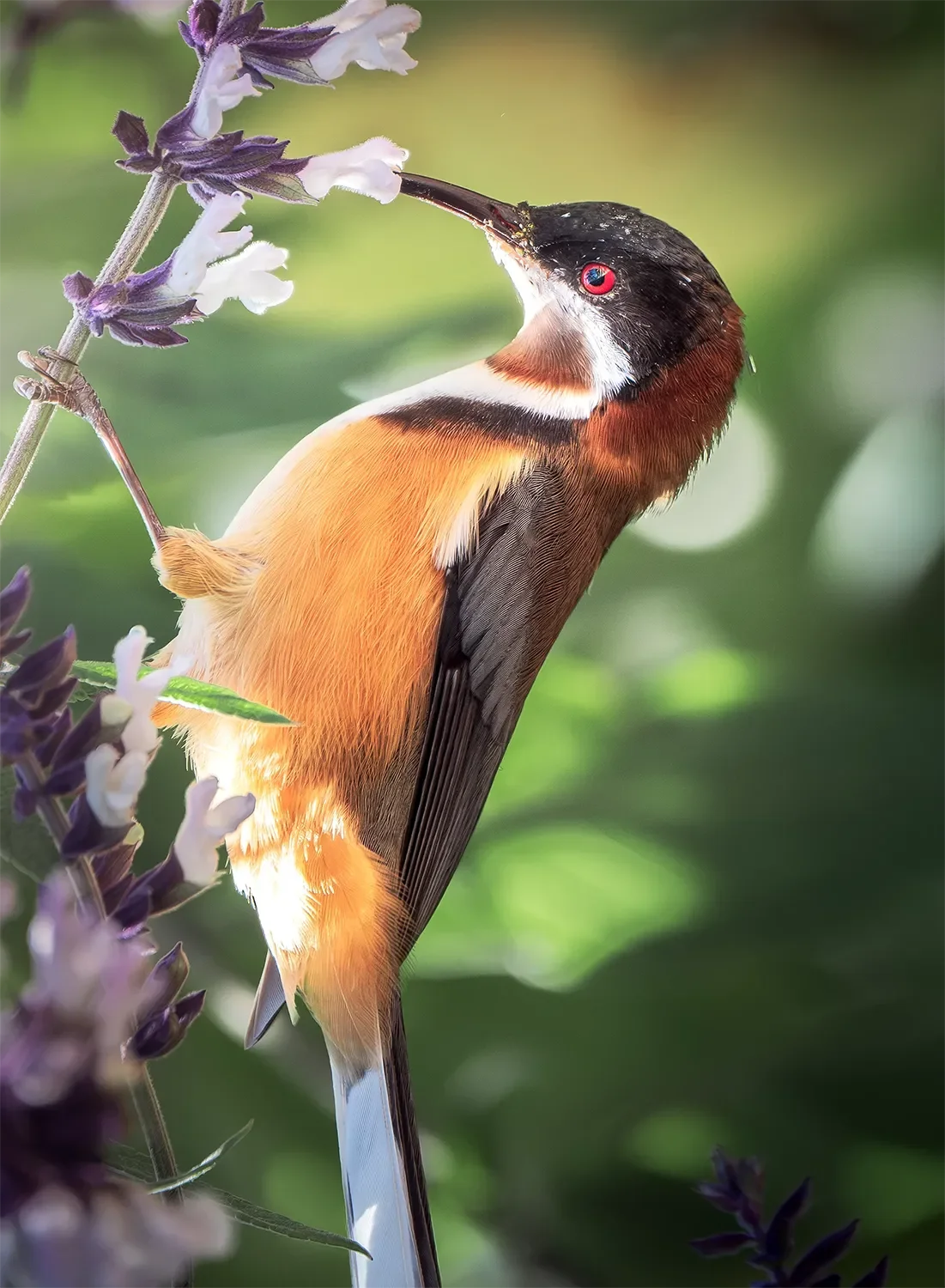 Spinebill.webp