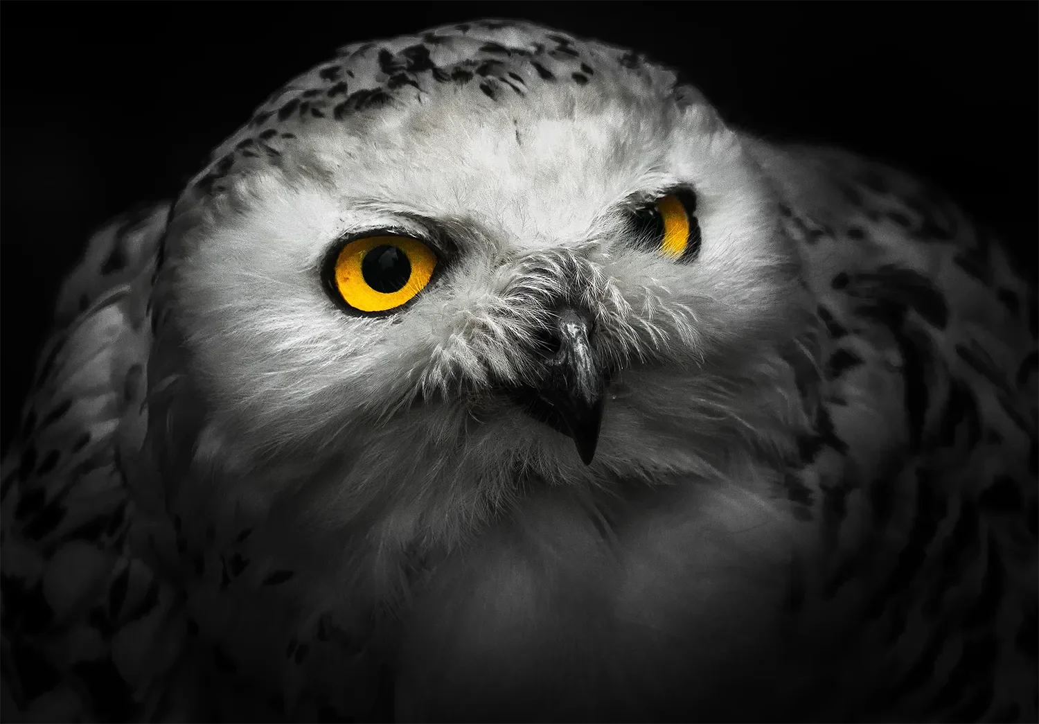 Owl.webp