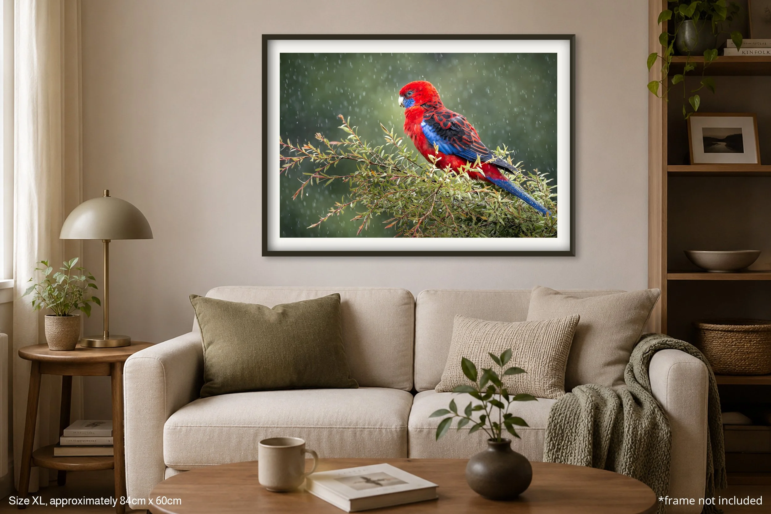 Rosella_A1.jpg