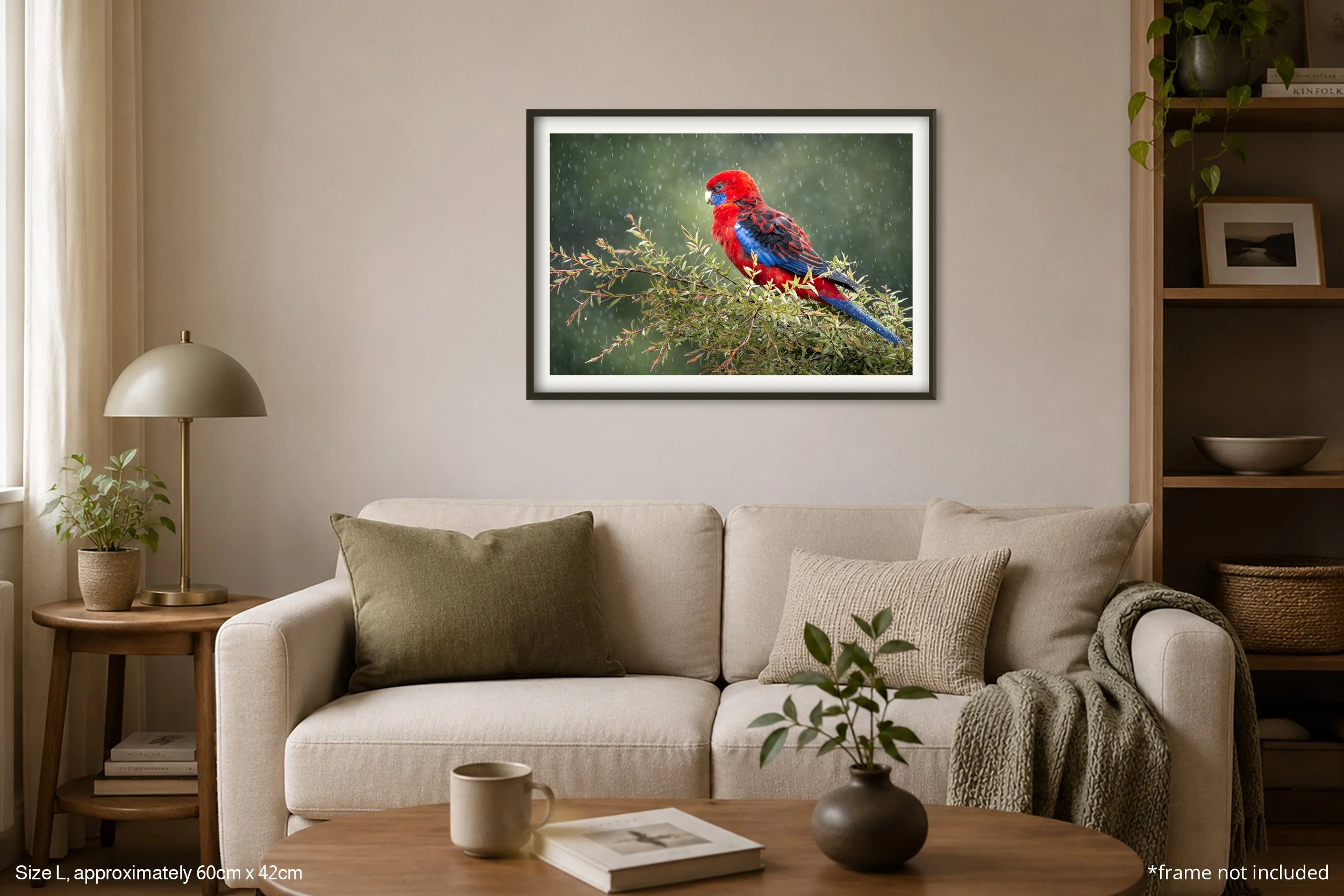Rosella_A2.jpg