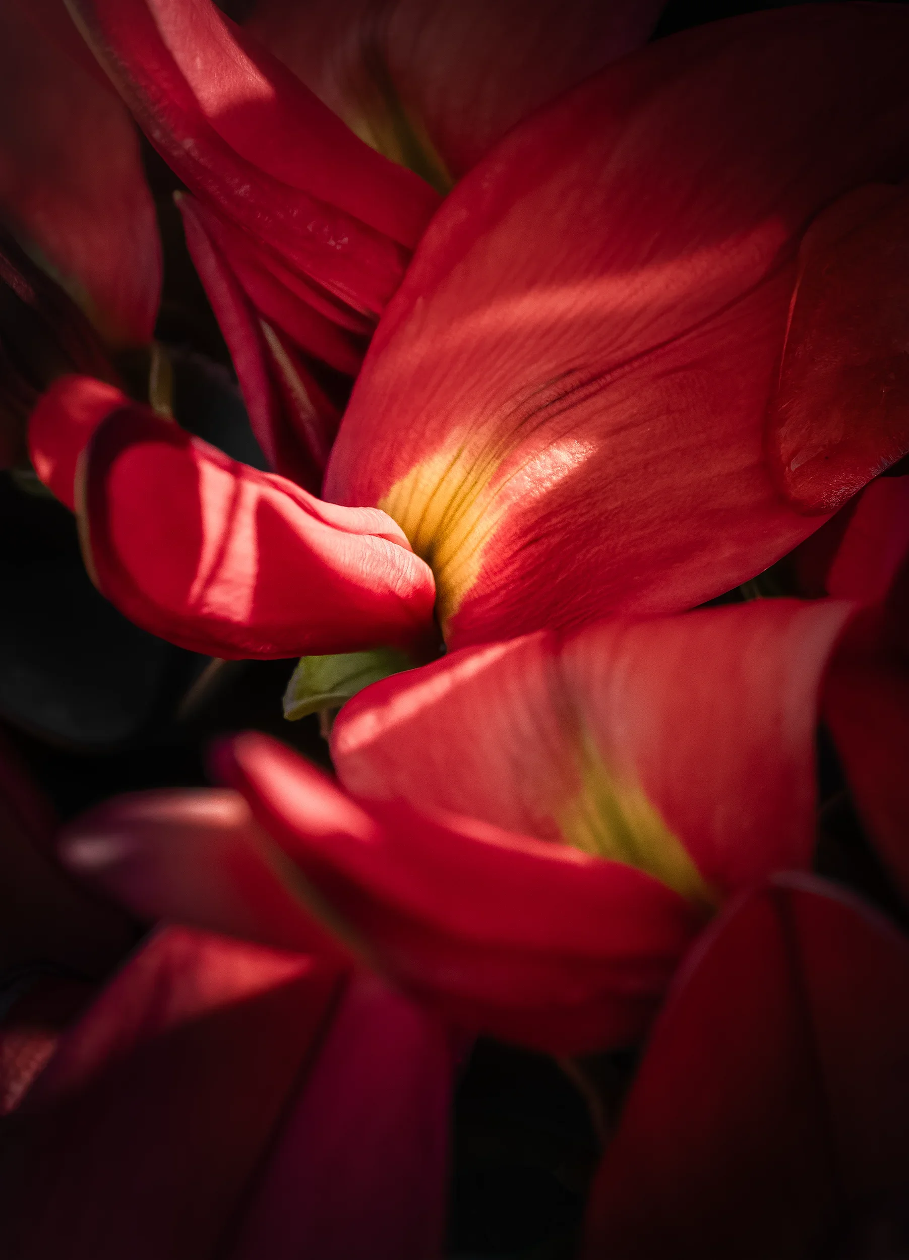 Flora