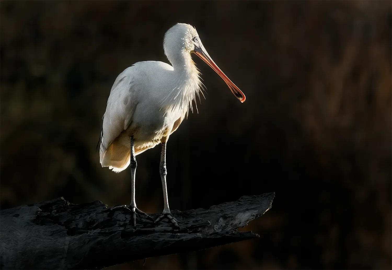 Spoonbill_Wide.webp