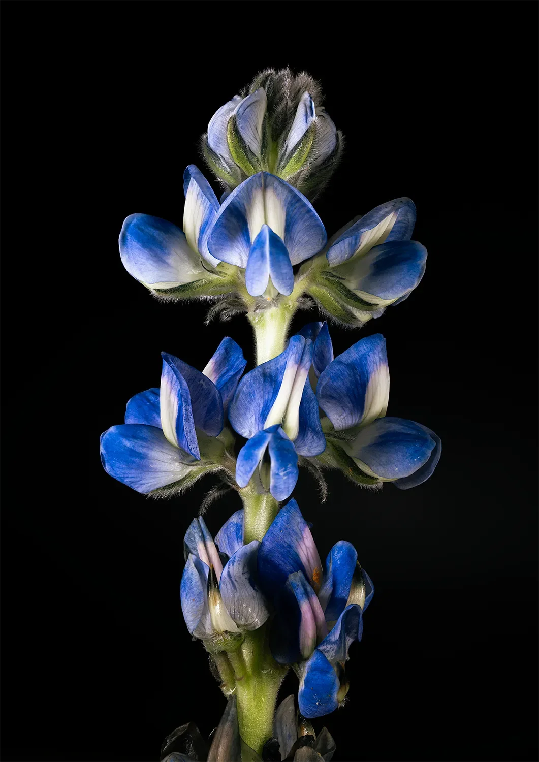 Lupin_1500.webp